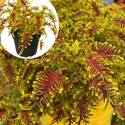 Coleus 'Skeletal' - Kirinõges 'Skeletal'